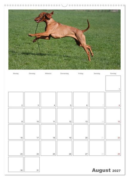 Produktbild: Magyar Vizsla (Wandkalender 2027 DIN A2 hoch), CALVENDO Monatskalender