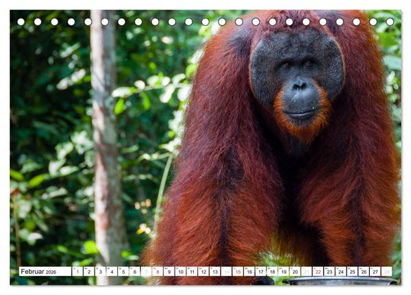 Produktbild: Orang Utans von Borneo Tierkalender 2026 (Tischkalender 2026 DIN A5 quer), CALVENDO Monatskalender
