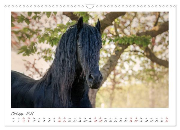 Produktbild: Friesen - stolze Giganten (Wandkalender 2026 DIN A3 quer), CALVENDO Monatskalender