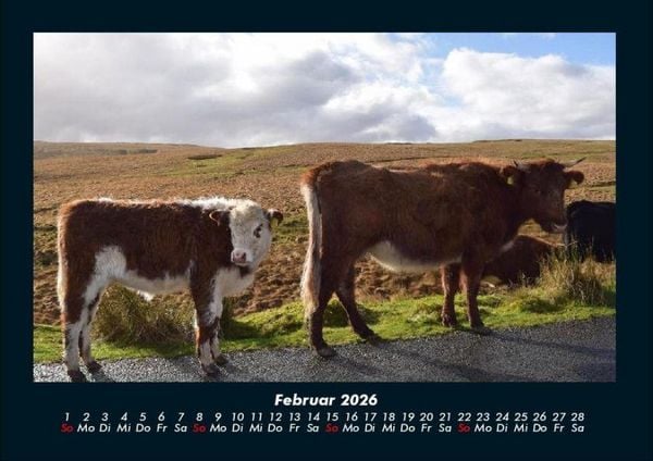 Produktbild: Kuhkalender 2026 Fotokalender DIN A4