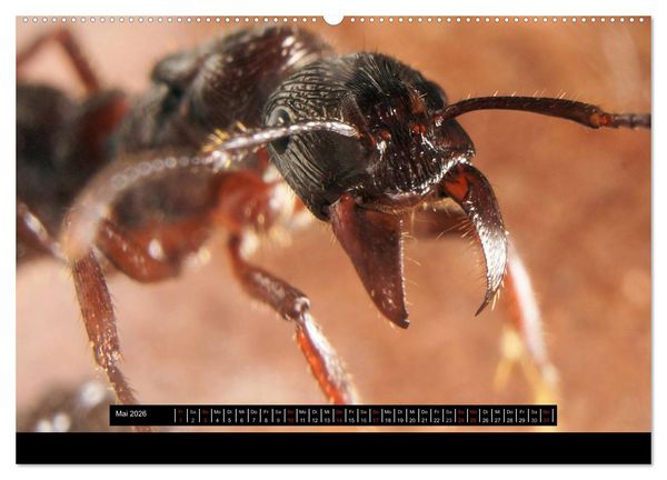 Produktbild: Exotische Ameisen (hochwertiger Premium Wandkalender 2026 DIN A2 quer), Kunstdruck in Hochglanz