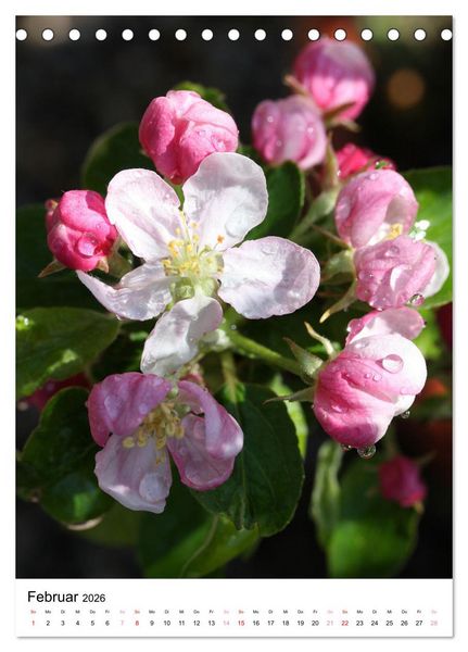 Produktbild: Ein Jahr voller Blumen (Tischkalender 2026 DIN A5 hoch), CALVENDO Monatskalender