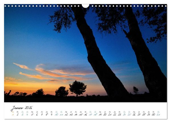 Produktbild: In der Welt der B&auml;ume (Wandkalender 2026 DIN A3 quer), CALVENDO Monatskalender