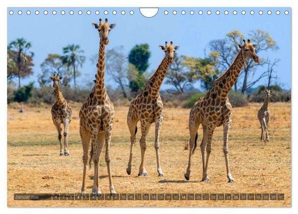 Produktbild: Botswana &ndash; Landschaft und Tierwelt (Wandkalender 2026 DIN A4 quer), CALVENDO Monatskalender