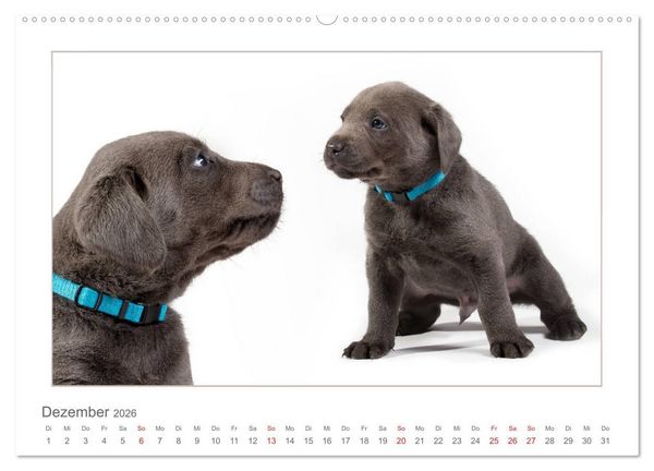 Produktbild: Labradorwelpen - Freunde f&uuml;rs Leben (Wandkalender 2026 DIN A2 quer), CALVENDO Monatskalender