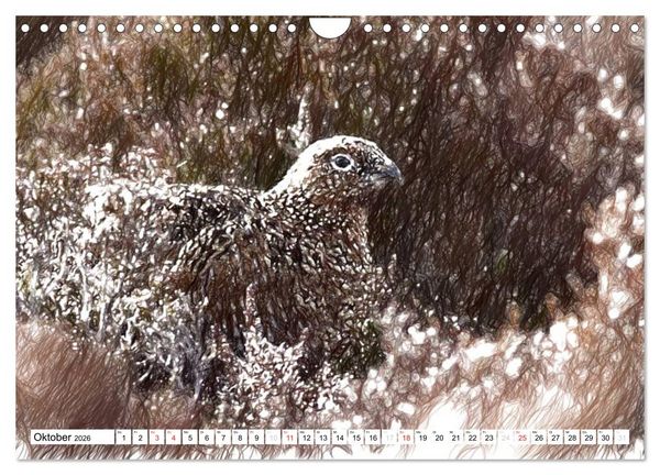Produktbild: Schottlands Vogelwelt - Ein Portr&auml;t in Zeichnungen (Wandkalender 2026 DIN A4 quer), CALVENDO Monatskalender