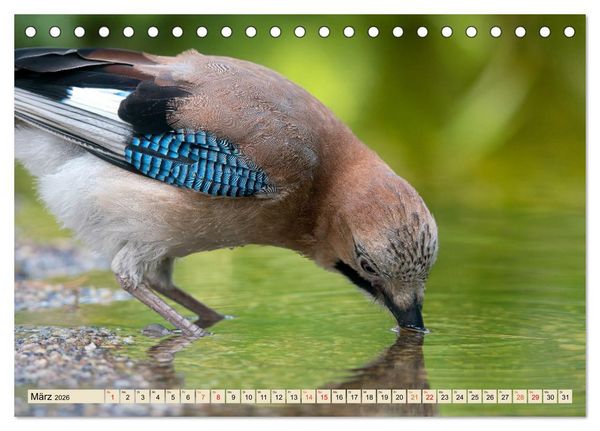 Produktbild: Unsere Vogelvielfalt: Ein Schatz zum Entdecken und Sch&uuml;tzen (Tischkalender 2026 DIN A5 quer), CALVENDO Monatskalender