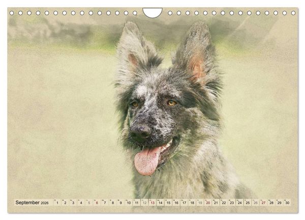 Produktbild: Altdeutsche H&uuml;tehunde 2026 (Wandkalender 2026 DIN A4 quer), CALVENDO Monatskalender