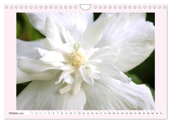 Produktbild: Wundersch&ouml;ne Malven (Wandkalender 2026 DIN A4 quer), CALVENDO Monatskalender