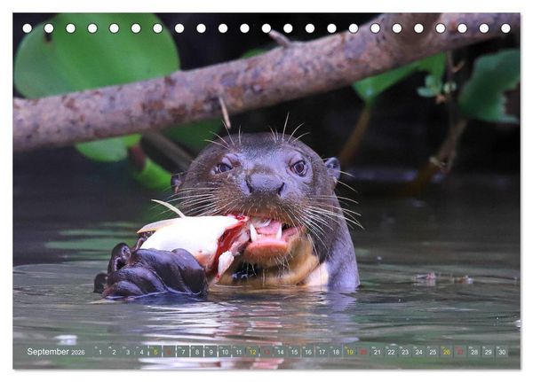 Produktbild: Riesenotter - Flussw&ouml;lfe im Pantanal (Tischkalender 2026 DIN A5 quer), CALVENDO Monatskalender