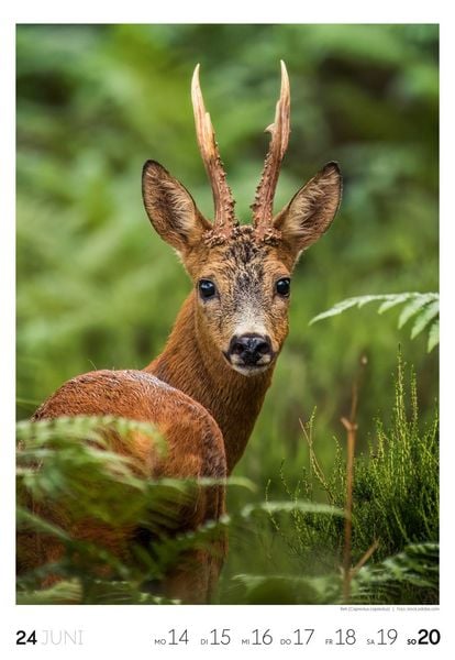 Produktbild: Natur Wochenkalender 2027