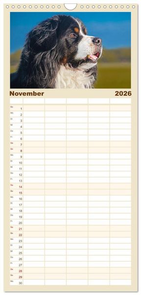 Produktbild: Familienplaner 2026 - Berner Sennenhund - Ein Freund auf vier Pfoten mit 5 Spalten (Wandkalender, 21 x 45 cm) CALVENDO