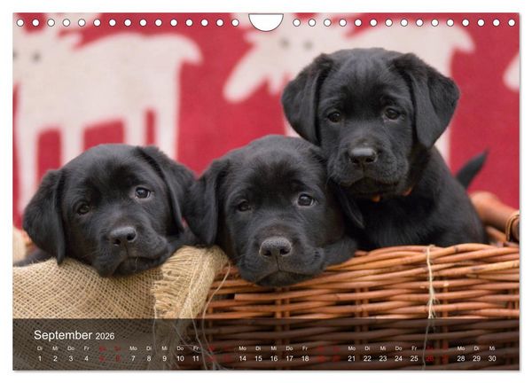 Produktbild: Labrador Retriever Welpen (Wandkalender 2026 DIN A4 quer), CALVENDO Monatskalender