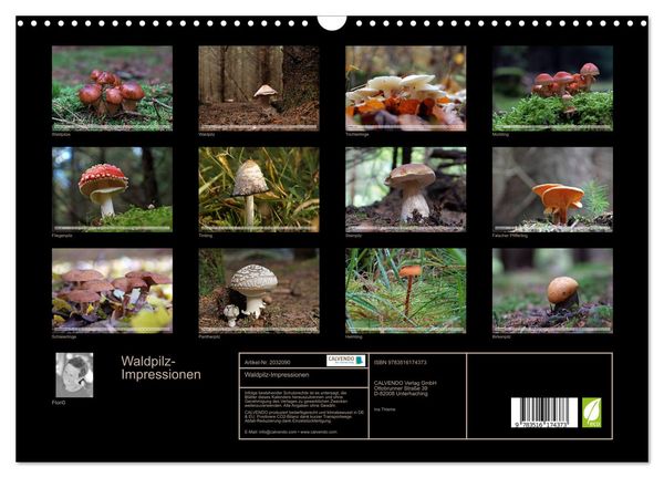 Produktbild: Waldpilz-Impressionen (Wandkalender 2026 DIN A3 quer), CALVENDO Monatskalender