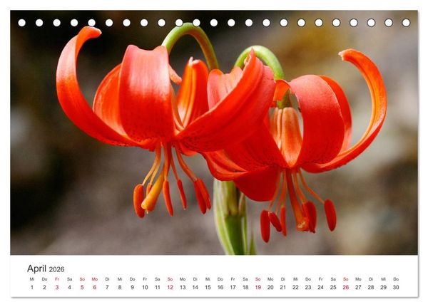 Produktbild: Feurige Lilien (Tischkalender 2026 DIN A5 quer), CALVENDO Monatskalender
