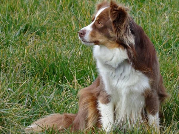 Produktbild: CALVENDO Puzzle Miniatur Australian Shepherd | 1000 Teile Lege-Gr&ouml;&szlig;e 64x48cm Foto-Puzzle f&uuml;r gl&uuml;ckliche Stunden