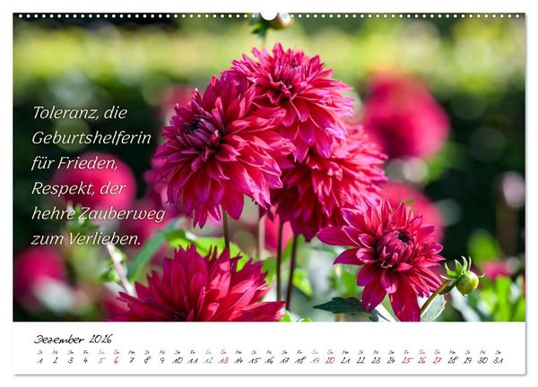 Produktbild: Dahlien Poesie (hochwertiger Premium Wandkalender 2026 DIN A2 quer), Kunstdruck in Hochglanz