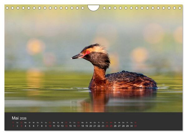 Produktbild: V&ouml;gel im Norden Europas (Wandkalender 2026 DIN A4 quer), CALVENDO Monatskalender