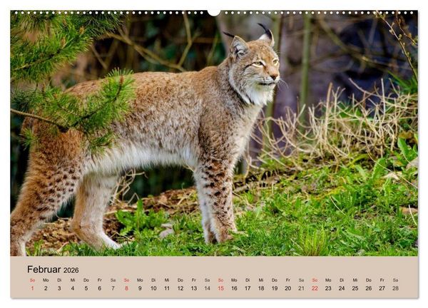 Produktbild: Der Luchs. Pinselohren und Bernsteinaugen (Wandkalender 2026 DIN A2 quer), CALVENDO Monatskalender