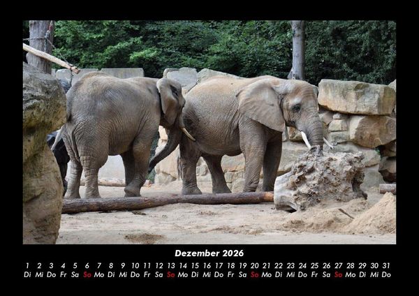 Produktbild: Der Elefantenkalender 2026 Fotokalender DIN A3