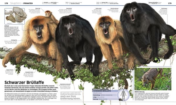 Produktbild: DK Wissen. Tiere