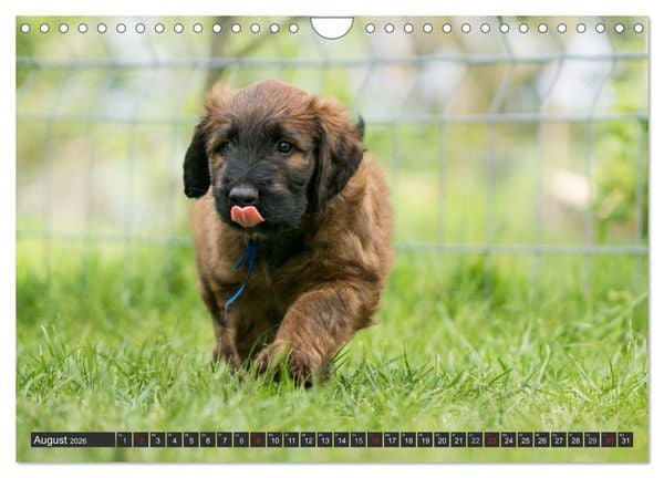 Produktbild: Briard-Welpen - Knuddelb&auml;ren zum Verlieben (Wandkalender 2026 DIN A4 quer), CALVENDO Monatskalender