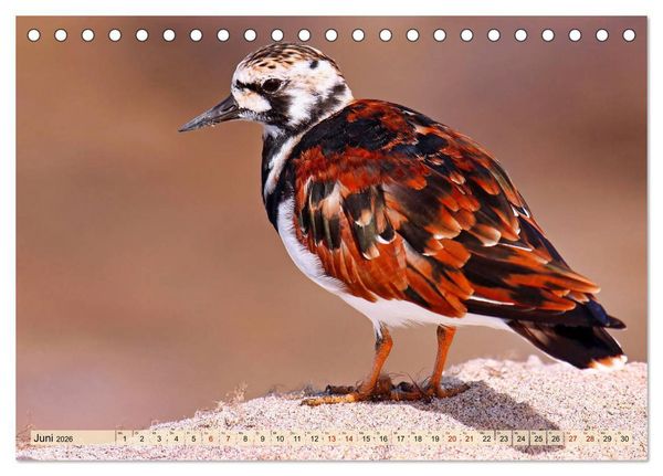 Produktbild: Afrikas Vogelwelt 2026 (Tischkalender 2026 DIN A5 quer), CALVENDO Monatskalender