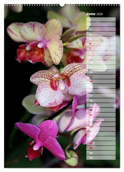 Produktbild: Orchids - Infinite Variety (Wall Calendar 2026 DIN A2 portrait), CALVENDO 12 Month Wall Calendar