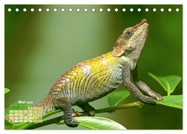Produktbild: Cham&auml;leon: Die farbenfrohe Welt der Reptilien (Tischkalender 2026 DIN A5 quer), CALVENDO Monatskalender