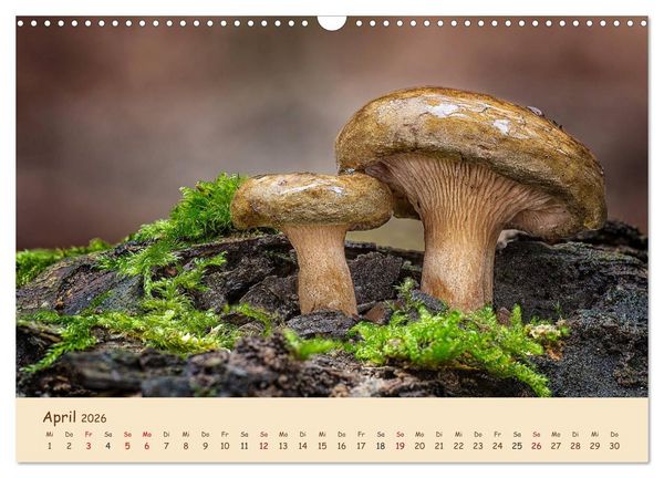 Produktbild: Pilzgalerie - Eindrucksvolle Aufnahmen von unseren heimischen Pilzen (Wandkalender 2026 DIN A3 quer), CALVENDO Monatskalender