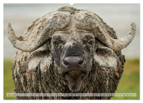 Produktbild: Emotionale Momente: Afrikas Big Five (Wandkalender 2026 DIN A2 quer), CALVENDO Monatskalender