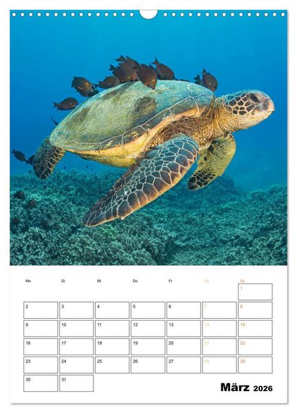 Produktbild: Wunderbare Wasserwelt der Meeresschildkr&ouml;ten (Wandkalender 2026 DIN A3 hoch), CALVENDO Monatskalender