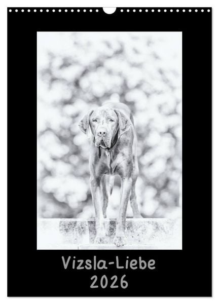Produktbild: Vizsla-Liebe (Wandkalender 2026 DIN A3 hoch), CALVENDO Monatskalender