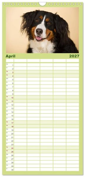 Produktbild: Familienplaner 2027 - Berner Sennenhunde mit 5 Spalten (Wandkalender, 21 x 45 cm) CALVENDO