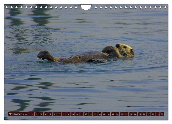 Produktbild: Otter. Frech, laut und clever (Wandkalender 2026 DIN A4 quer), CALVENDO Monatskalender