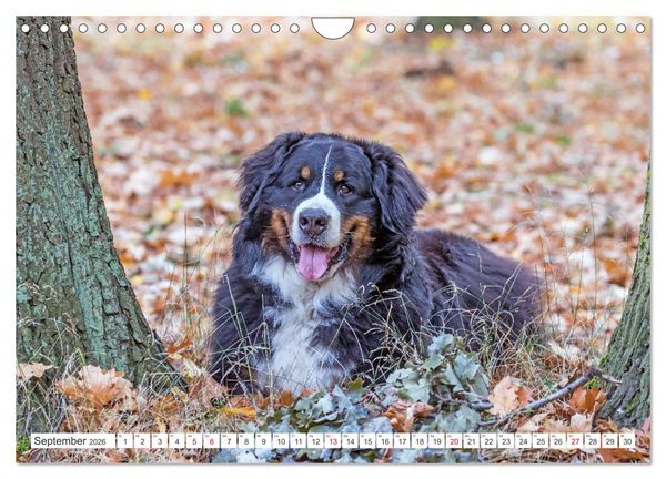Produktbild: Berner Sennenhunde machen gl&uuml;cklich (Wandkalender 2026 DIN A4 quer), CALVENDO Monatskalender