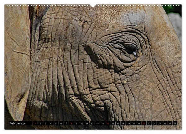 Produktbild: Afrika - Welt der Tiere (hochwertiger Premium Wandkalender 2026 DIN A2 quer), Kunstdruck in Hochglanz