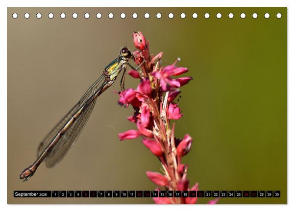 Produktbild: Insekten-Sommer (Tischkalender 2026 DIN A5 quer), CALVENDO Monatskalender