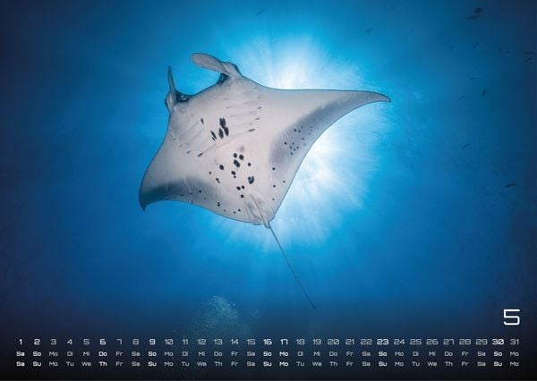 Produktbild: Sealife - verborgene Tiefen - 2027 - Kalender DIN A3