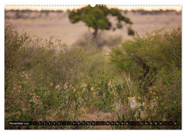 Produktbild: Leopards in the wild (High Quality Premium Wall Calendar 2026 DIN A2 landscape),CALVENDO 12 Month Wall Calendar