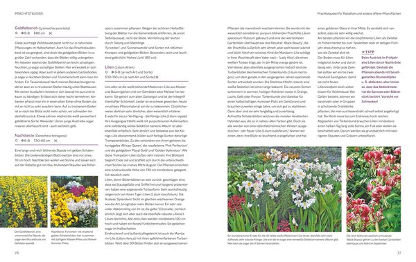 Produktbild: Das BLV Handbuch Stauden