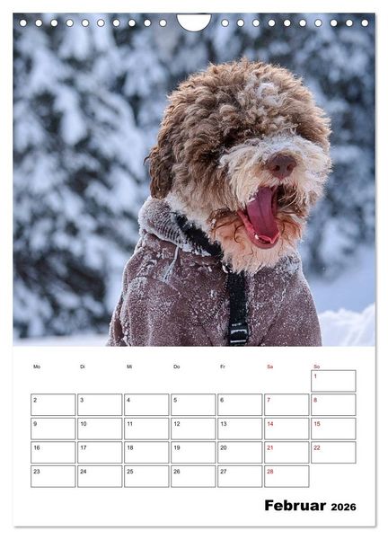 Produktbild: Lagotto Romagnolo - Lustige Zwerge (Wandkalender 2026 DIN A4 hoch), CALVENDO Monatskalender