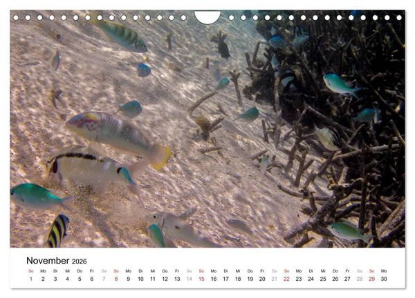 Produktbild: Unterwasserwelt der Malediven II (Wandkalender 2026 DIN A4 quer), CALVENDO Monatskalender