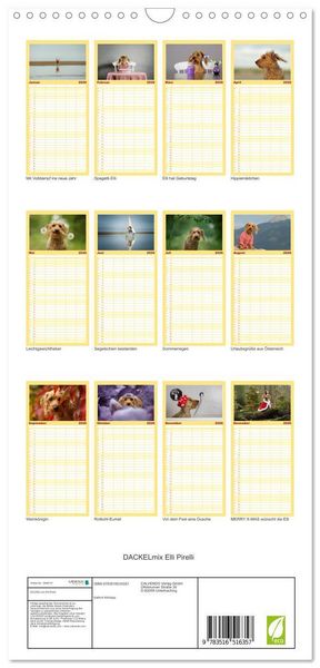 Produktbild: Familienplaner 2026 - DACKELmix Elli Pirelli mit 5 Spalten (Wandkalender, 21 x 45 cm) CALVENDO