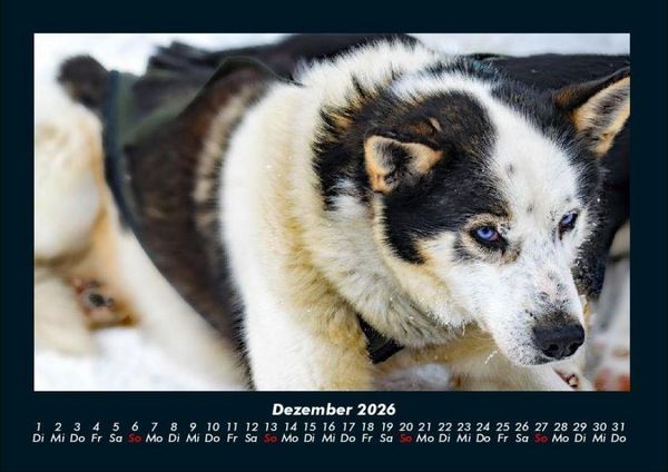 Produktbild: Hundezauber 2026 Fotokalender DIN A4