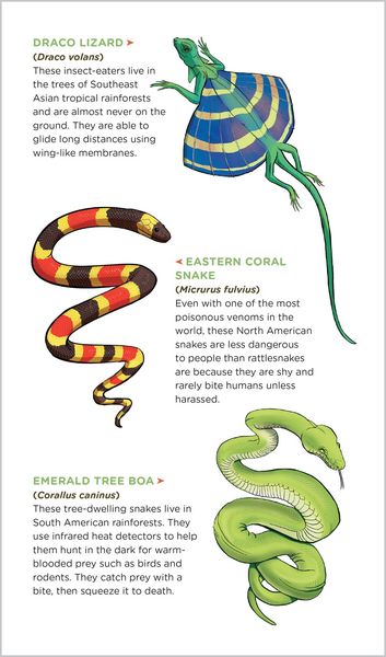 Produktbild: Slithering, Scaly Tattoo Snakes & Other Reptiles