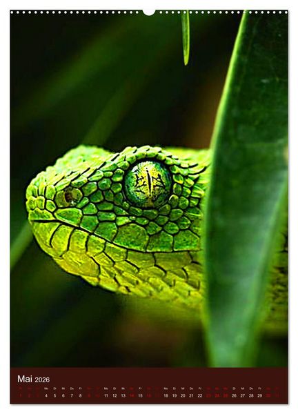 Produktbild: The Power Of Snake (hochwertiger Premium Wandkalender 2026 DIN A2 hoch), Kunstdruck in Hochglanz