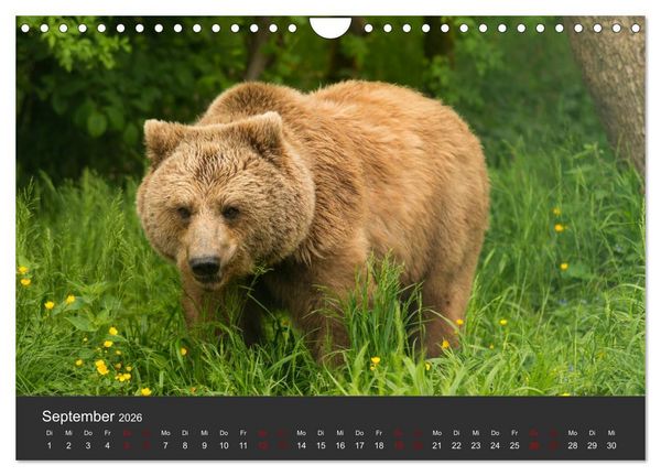 Produktbild: Die grossen B&auml;rentatzen (Wandkalender 2026 DIN A4 quer), CALVENDO Monatskalender