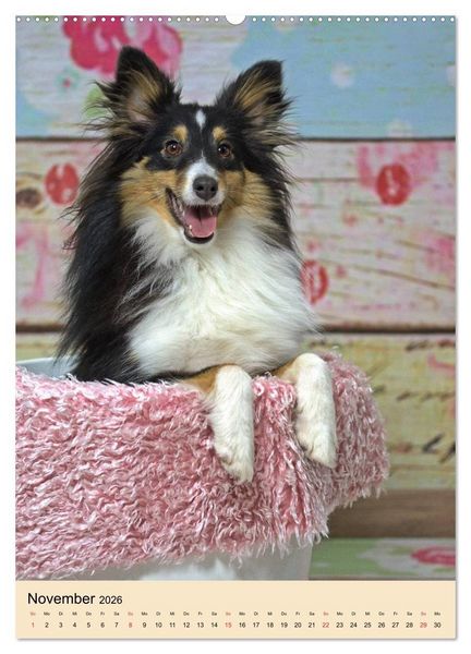 Produktbild: Mit Shelties durchs Jahr (hochwertiger Premium Wandkalender 2026 DIN A2 hoch), Kunstdruck in Hochglanz