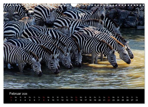 Produktbild: Zebras - Faszination der Streifen (Wandkalender 2026 DIN A3 quer), CALVENDO Monatskalender